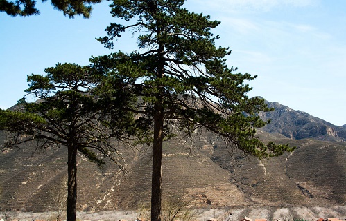 內(nèi)蒙古油松 內(nèi)蒙古油松