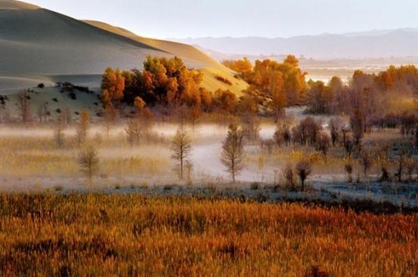 呼市新疆楊 呼市新疆楊