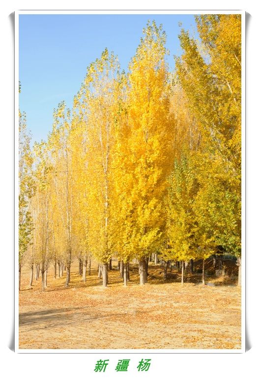 呼市新疆楊 呼市新疆楊