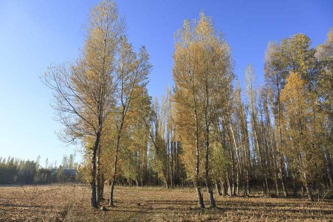 呼市新疆楊 呼市新疆楊