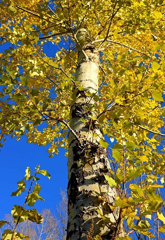 呼市新疆楊 呼市新疆楊