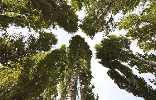 呼市新疆楊 呼市新疆楊