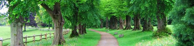 內蒙古苗木銷售 內蒙古苗木銷售