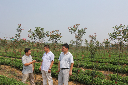 內蒙古苗木銷售