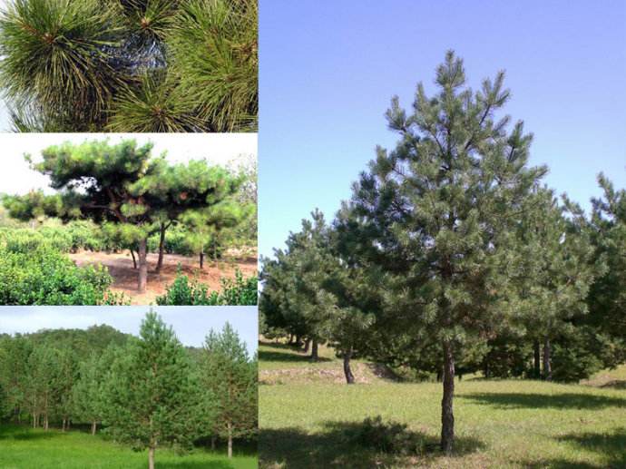 景園苗木與房地產合作