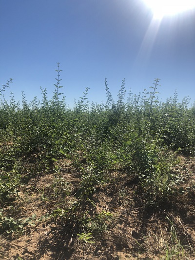 內(nèi)蒙古苗木銷(xiāo)售 內(nèi)蒙古苗木銷(xiāo)售