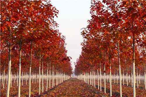 內蒙古苗木銷售