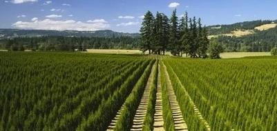 內蒙古苗木 內蒙古苗木