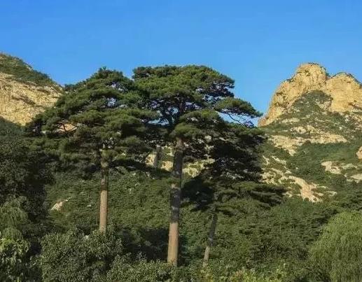 內蒙古油松 內蒙古油松