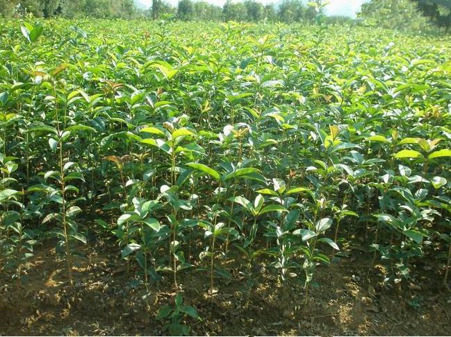 內(nèi)蒙古苗木銷售 內(nèi)蒙古苗木銷售