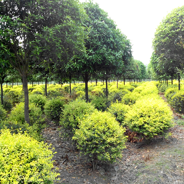 苗木銷售這么火? 苗木銷售這么火?