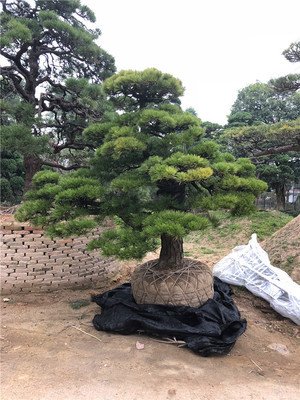 油松的盆景是如何栽培管理技術? 油松的盆景是如何栽培管理技術?