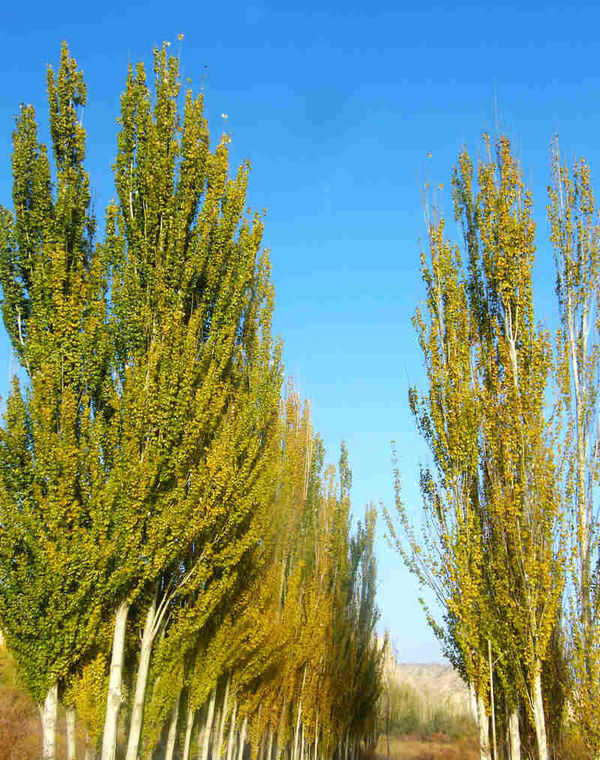 新疆楊和銀中楊的區別在哪里？