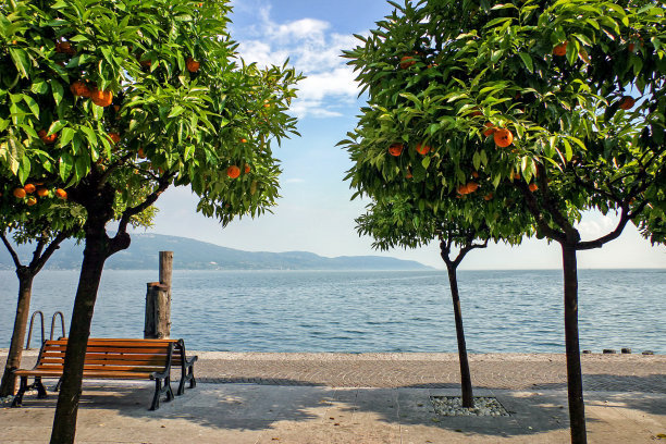 如何做好夏季苗木養護管理? 如何做好夏季苗木養護管理?