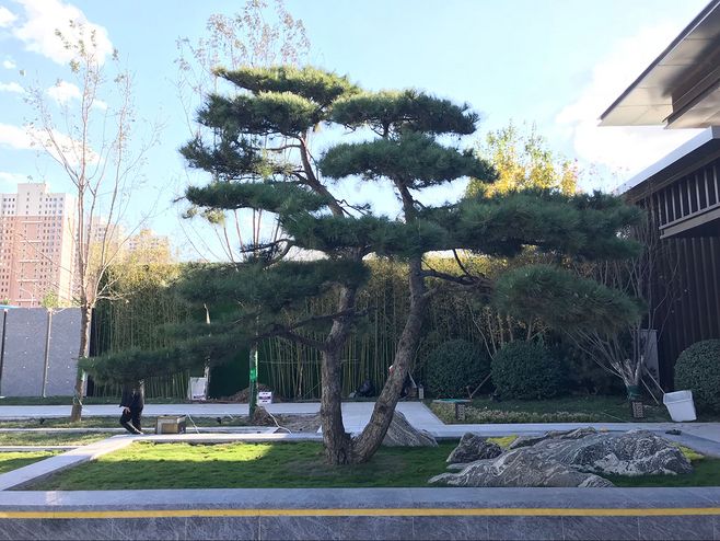 油松的移栽及栽后管理技術(shù)有哪些？