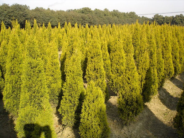  苗木栽植前，如何起壟及栽前處理？