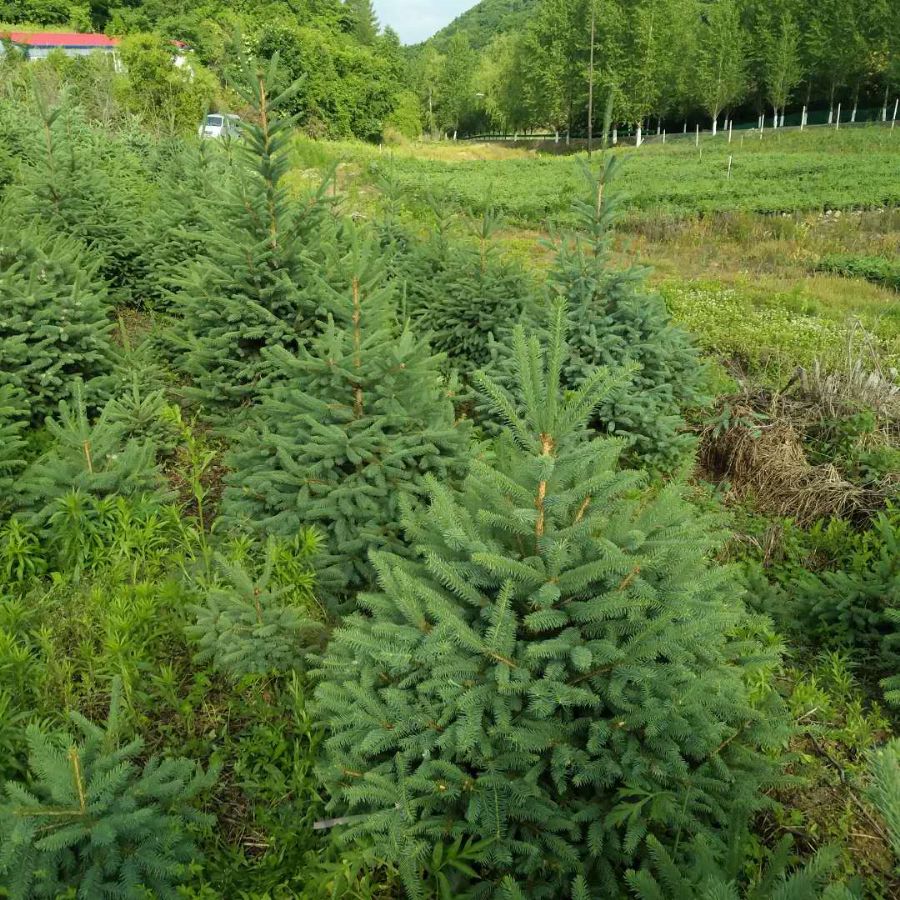 為什么樟子松適合做防腐木? 為什么樟子松適合做防腐木?