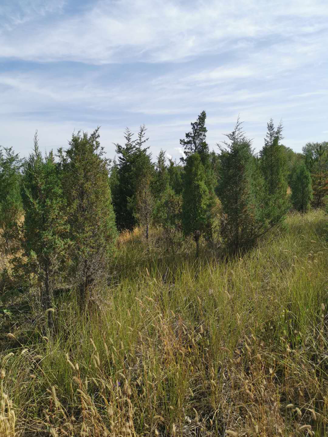 種植苗木前可以使用哪些方法進行土壤消毒? 種植苗木前可以使用哪些方法進行土壤消毒?